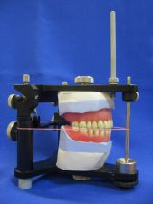 Removable complete dentures of maxillae and mandible placed in the articulator