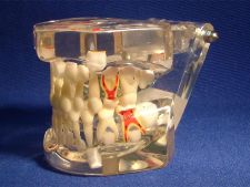 Orthodontics